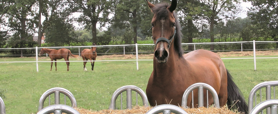 De specialist voor de inrichting van uw paardenstal, weide, paddock en rijbaan