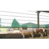 Windbreekgaas Spanpaneel met ratelspanners 4 x 1 m