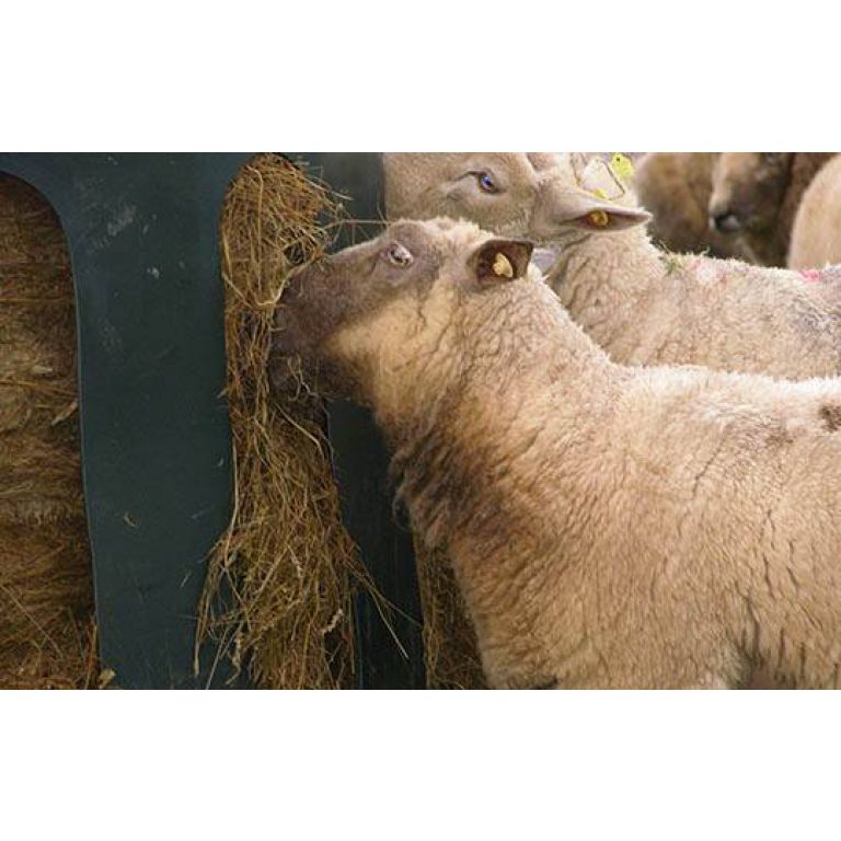 Hooistolp voor schapen
