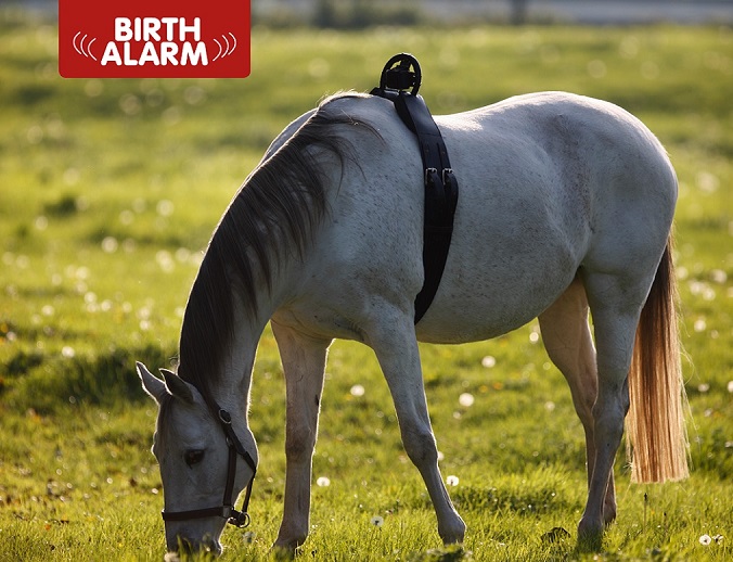 Birth alarm paarden